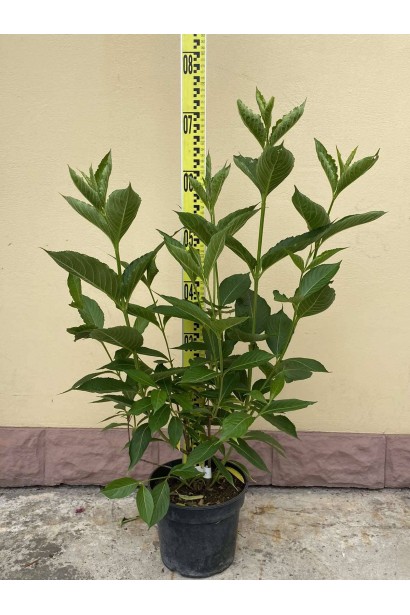 Вейгела гибридная Кандида - 3л/вис.50-70см/Ø30-40см